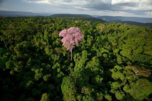 Vale preserva meio ambiente e apoia a cultura