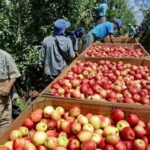 Safra nacional da maçã começa sábado. Santa Catarina espera colher 1 milhão de toneladas
